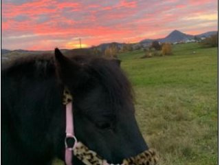 Pony