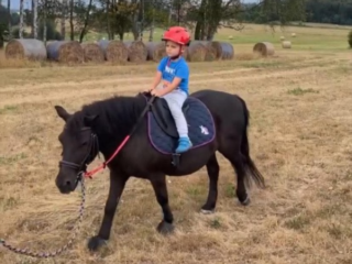 Pony